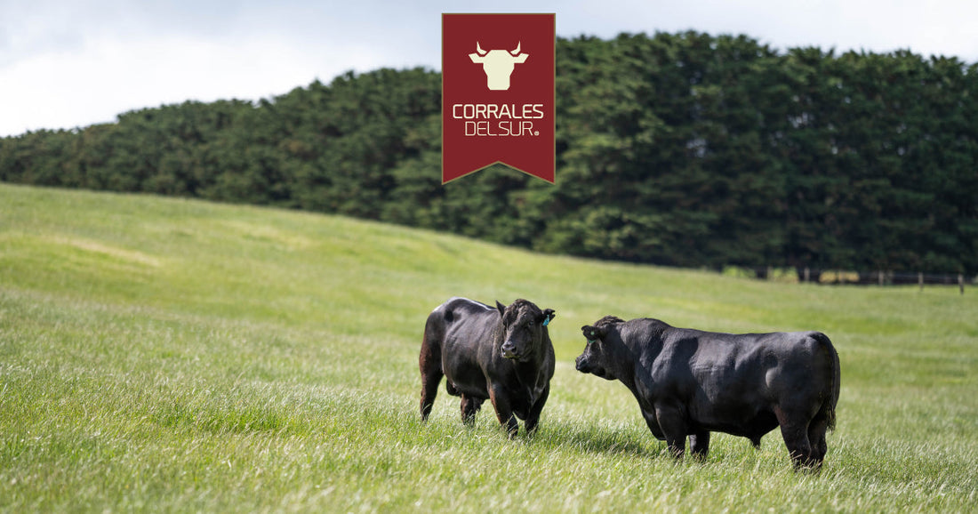 Carne Grass Fed: Qué Es, Beneficios, Diferencias y Dónde Comprar en Chile